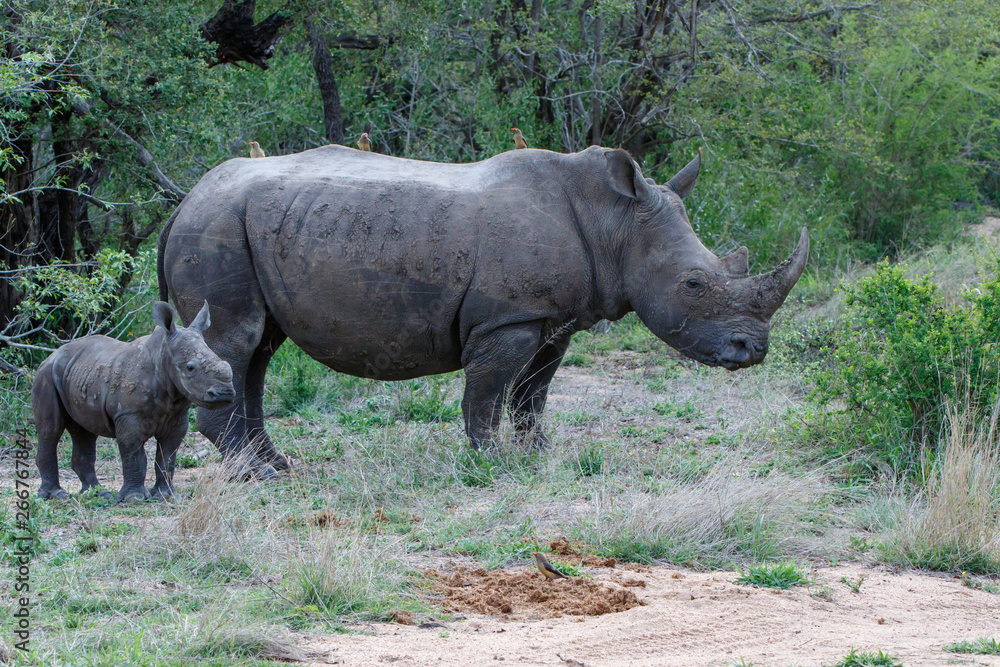 Baby and mother white rhinoceros with red-billed oxpecker in Sabi Sands Game Reserve in the Greater Kruger Region in South Africa Baby and mother white rhinoceros with red-billed oxpecker in Sabi Sands Game Reserve in the Greater Kruger Region in South Africa