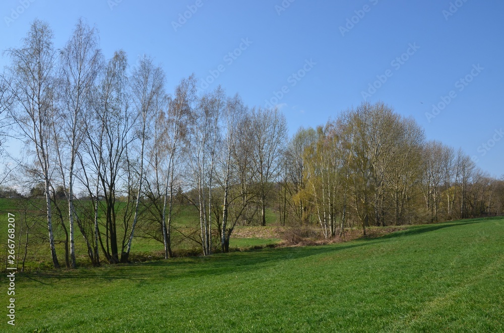 Frühlingslandschaft im April - Baumblüte