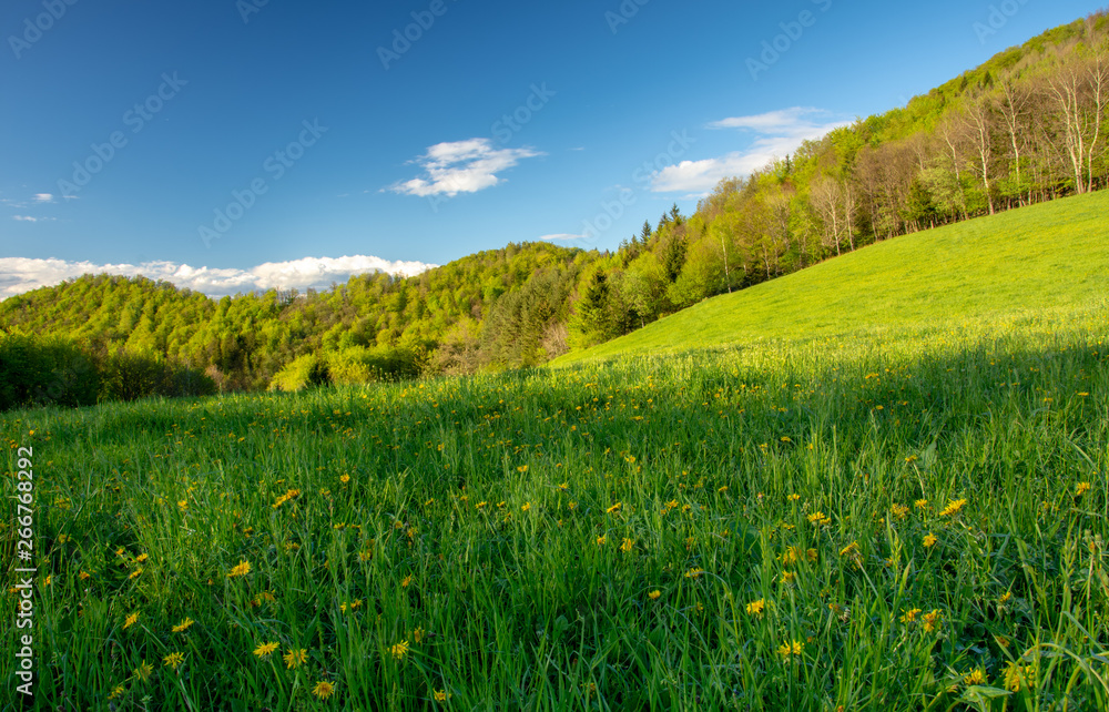 Obraz premium Spring time landscape with meadow full of yellow dandelion flowers. In the background is forest in vivid colors of leaves and blue sky with a few white clouds. 