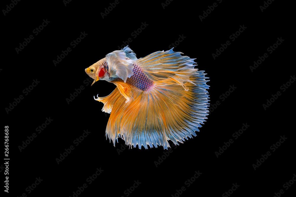 The moving moment beautiful of yellow half moon siamese betta fish or dumbo betta splendens fighting fish in thailand on isolated black background. Thailand called Pla-kad or big ear fish. The moving moment beautiful of yellow half moon siamese betta fish or dumbo betta splendens fighting fish in thailand on isolated black background. Thailand called Pla-kad or big ear fish.