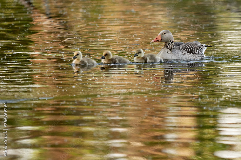 Greylag goose family with cute goslings swim on lake in spring Greylag goose family with cute goslings swim on lake in spring