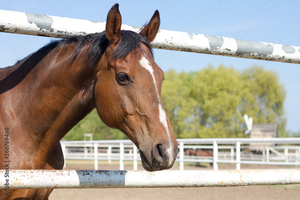 Horse in the pen portrait