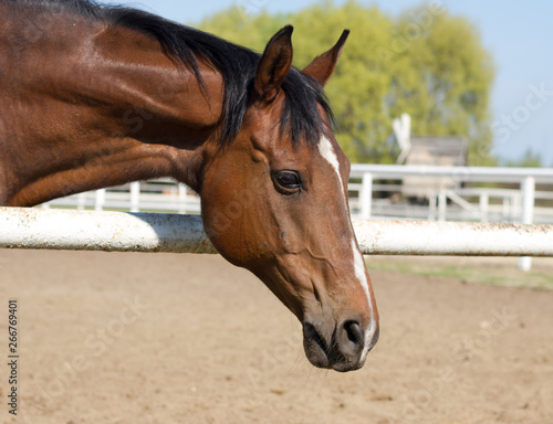 Horse in the pen portrait