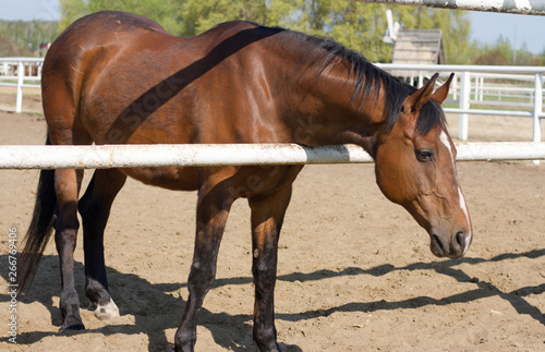 Horse in the pen portrait