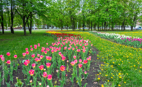 urban landscape with tulips and trees against a blue sky with clouds