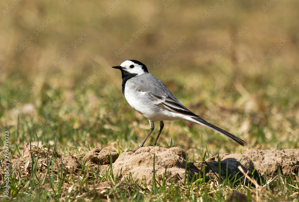 Obraz premium White wagtail (Motacilla alba) on a hillock in the field