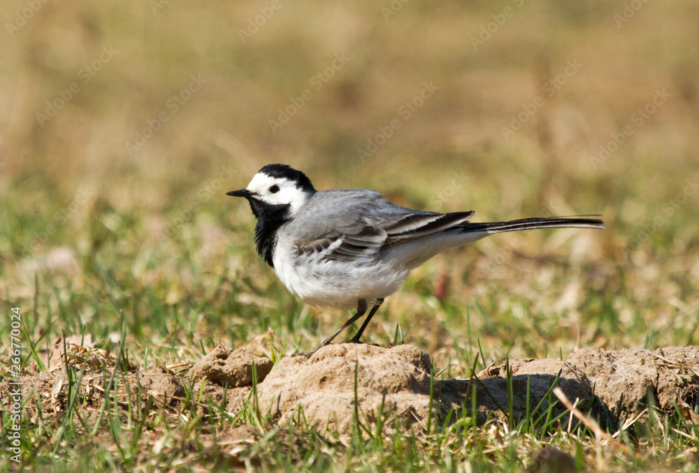 White wagtail (Motacilla alba) on a hillock in the field White wagtail (Motacilla alba) on a hillock in the field