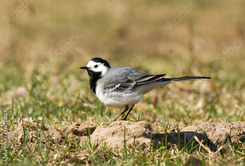 White wagtail (Motacilla alba) on a hillock in the field