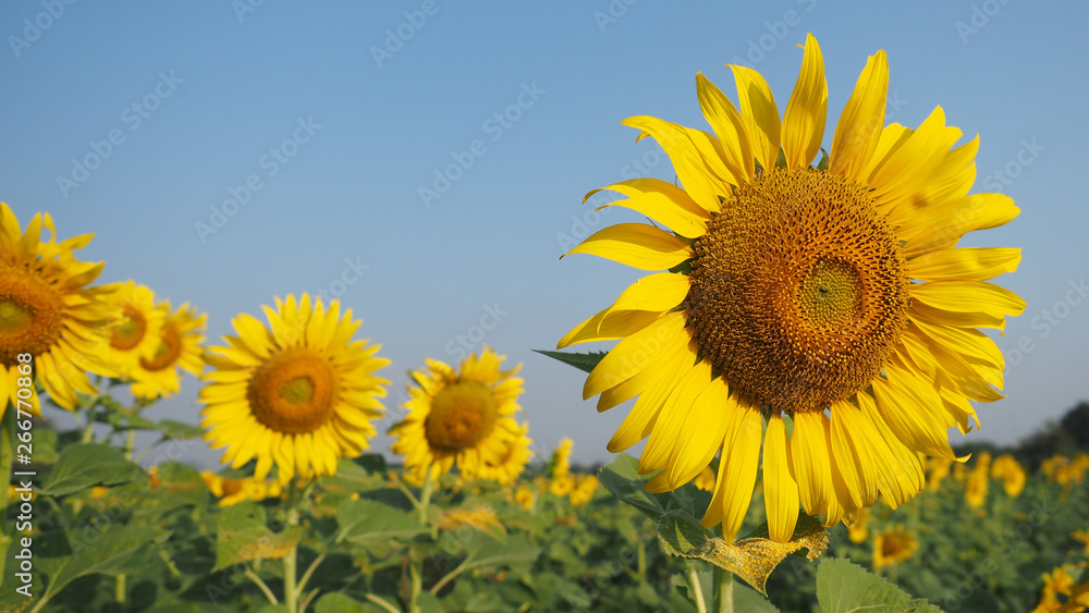 sunflower cultivation field.