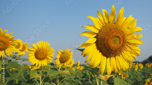 sunflower cultivation field. © Jananya