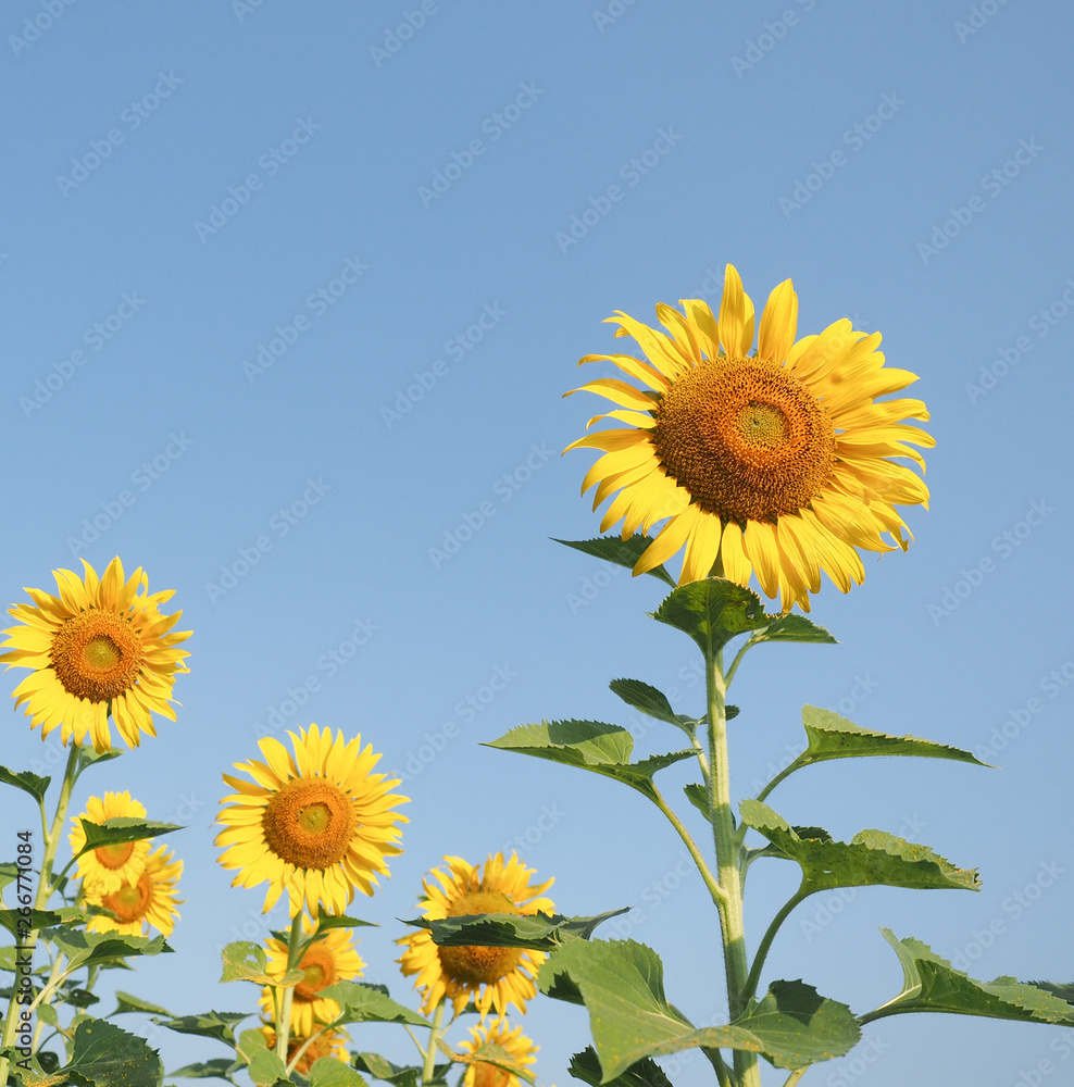 Obraz premium sunflower cultivation field.
