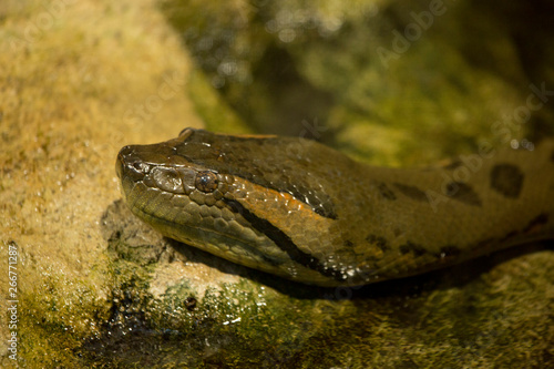 Green anaconda (Eunectes murinus).