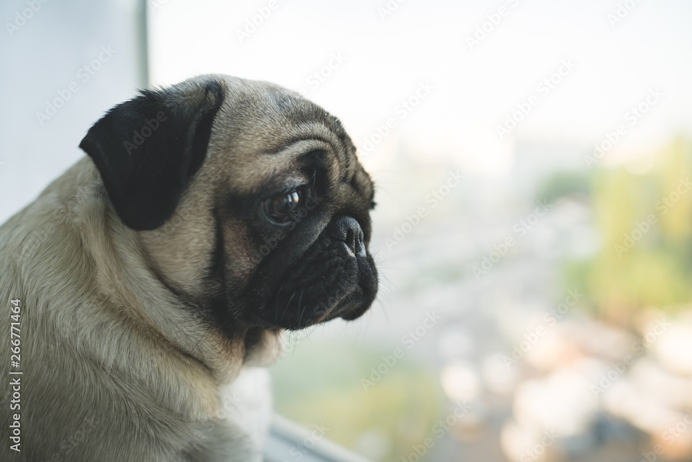 Funny dog breed pug looks at the street through the window. Curious pug puppy