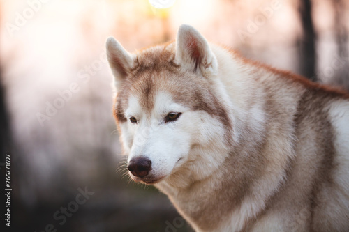 Beautiful and free Siberian Husky dog sitting in the forest at sunset in spring