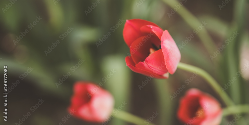 Close up of beautiful tulip flower in tulip field with blur background of colorful tulip in field. Buds of tulips with fresh green leaves in soft lights Close up of beautiful tulip flower in tulip field with blur background of colorful tulip in field. Buds of tulips with fresh green leaves in soft lights