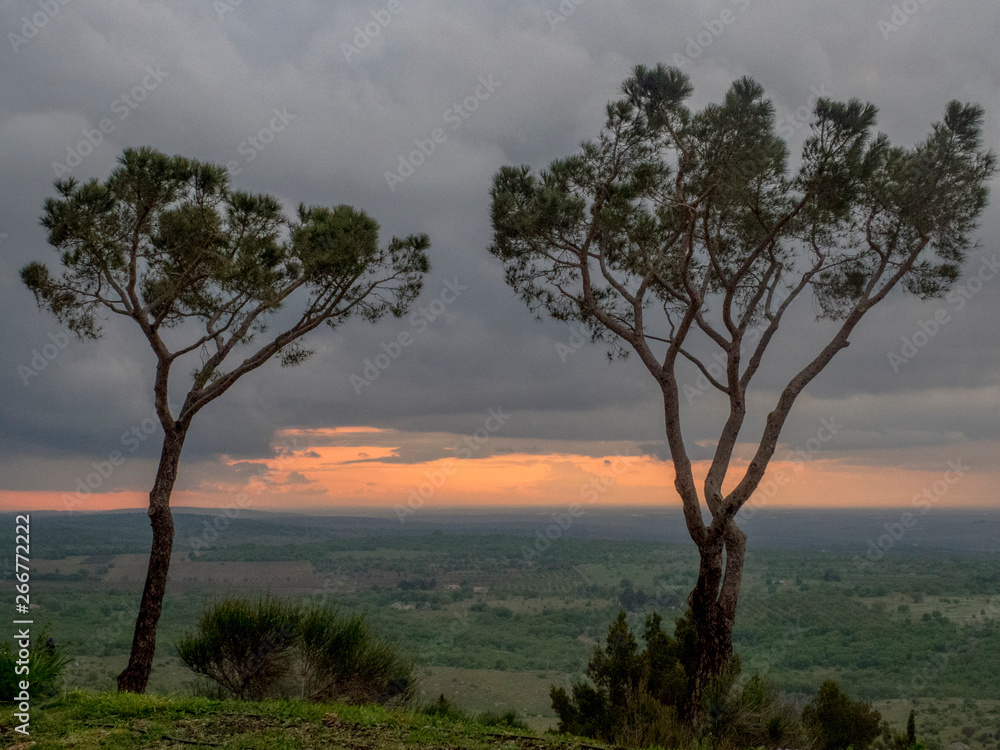 Fototapeta premium pini