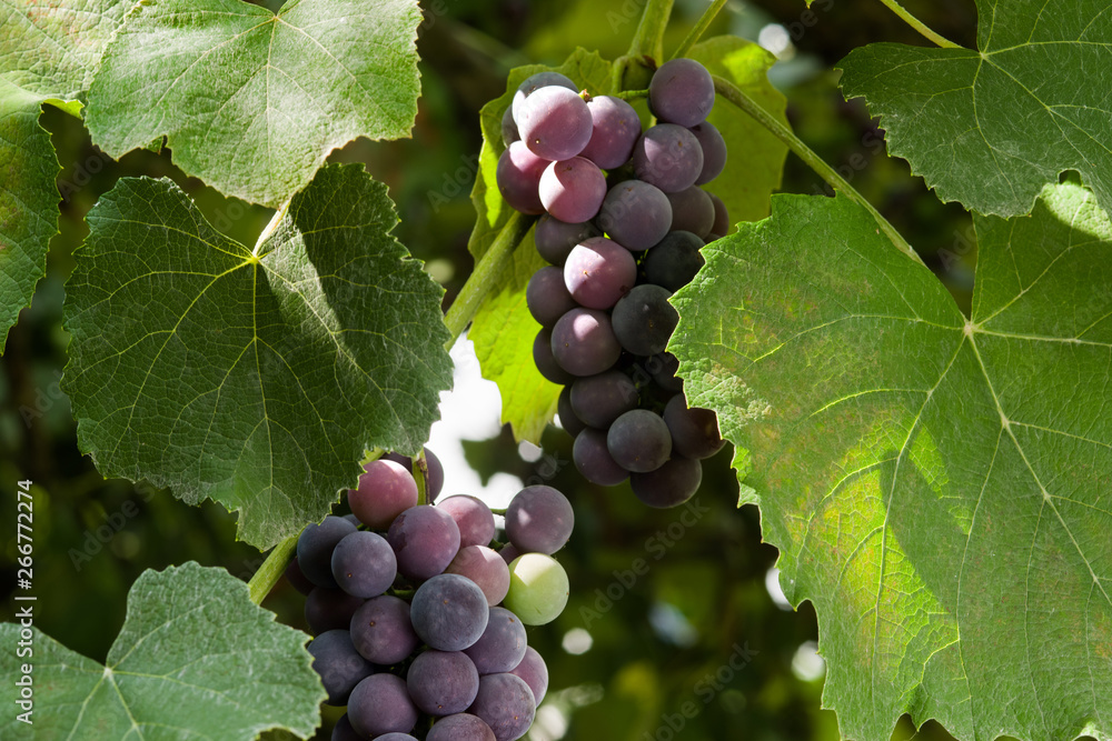Ripening grapes of Isabella grapes illuminated by the sun. Selective focus. Ripening grapes of Isabella grapes illuminated by the sun. Selective focus.