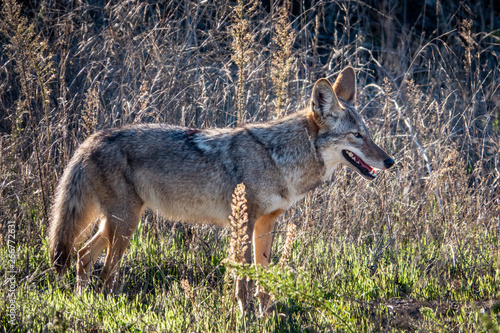 A california Coyote  Canis latrans  in the hills of Monterey  California. 