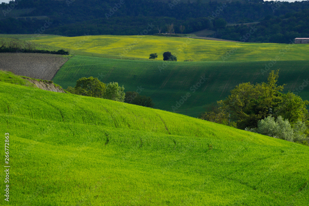 Green meadows in Val d'Orcia, Tuscany. Val d'Orcia landscape in spring. Cypresses, hills and green meadows near San Quirico d'Orcia, Siena, Tuscany, Italy