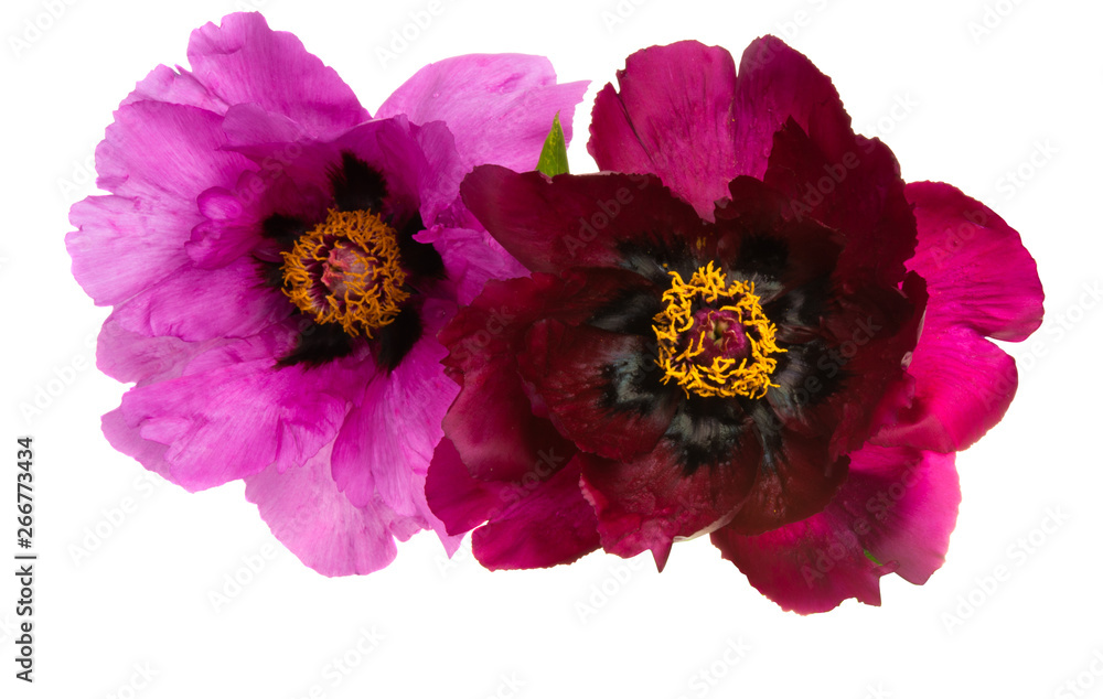 Fototapeta premium peony flower