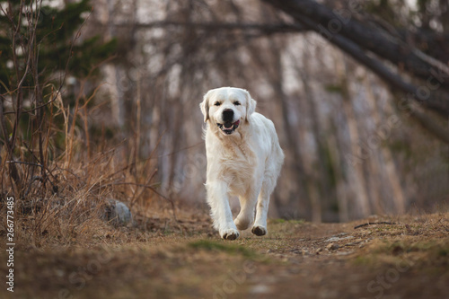 Cute and happy dog breed golden retriever running in forest and has fun at sunset