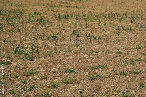 Seedling crops in a dry field