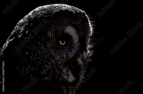 Close-up profile of a Great Grey Owl (Strix nebulosa) in the dark and isolated on black.