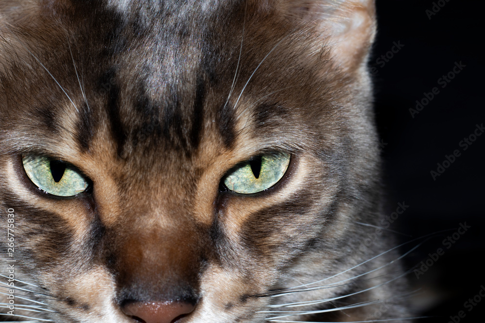 Male five year old Corsican Blue Marbled Bengal domestic cat, breed derived from the Asian Leopard Male five year old Corsican Blue Marbled Bengal domestic cat, breed derived from the Asian Leopard