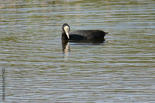 Eurasian coot fulica atra on the river photo