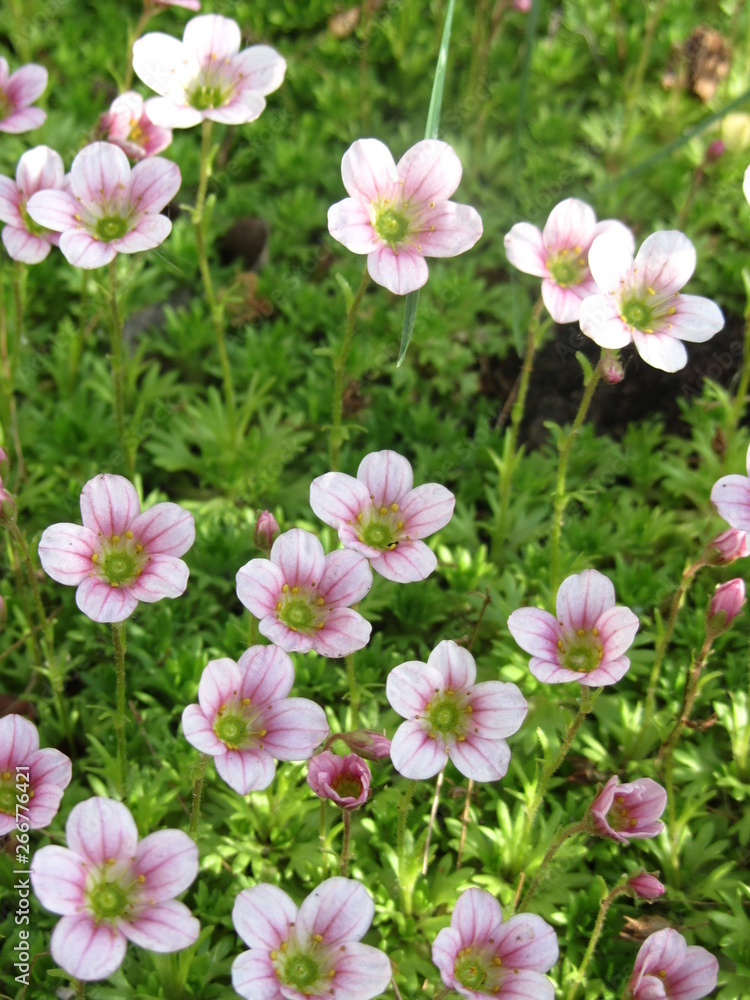 Fototapeta premium pink flowers in the garden