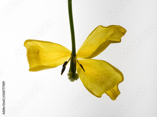 yellow flower