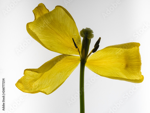 yellow flower