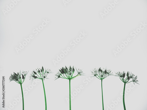 flowers isolated on white background