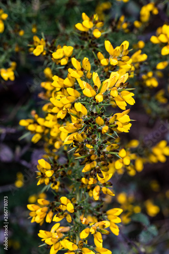 Yellow gorse flowers in springtime