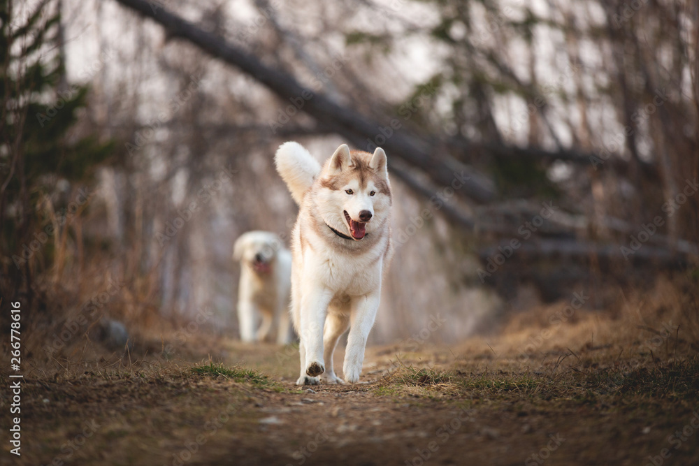 Cute and happy dog breed Siberian husky running in the forest in spring at sunset