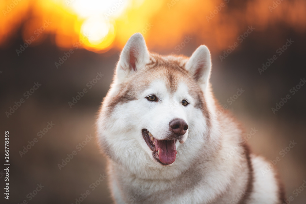 Beautiful and free Siberian Husky dog sitting in the forest at sunset in spring