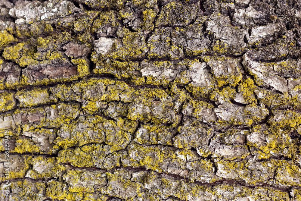 The bark of the tree in the Park is natural with a texture -summer. The bark of the tree in the Park is natural with a texture -summer.