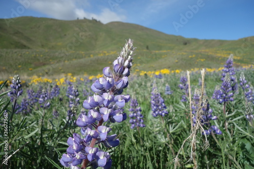 Springtime in the Pacific Northwest