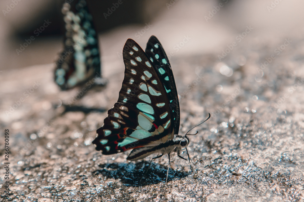 Fototapeta premium Butterfly sitting on the edge of small water fall, drinking water 
