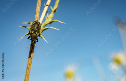 Larinus planus photo