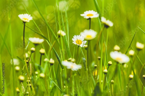 Yellow and white flowers of daisy and fresh green grass growing in a spring meadow, close up macro image. © Lioneska