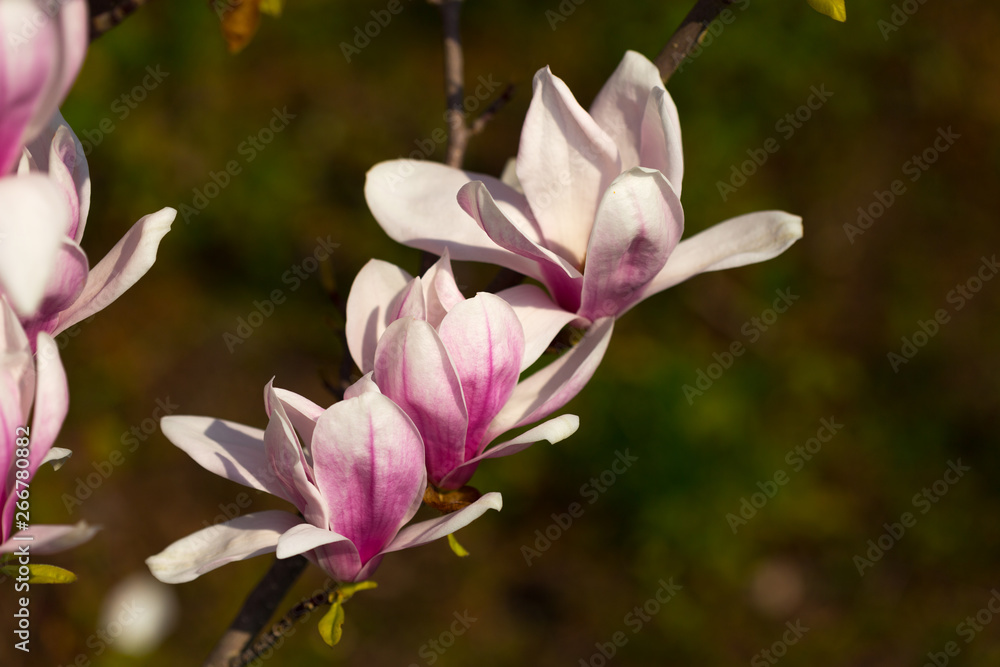 Magnolie Blüte im Frühjahr