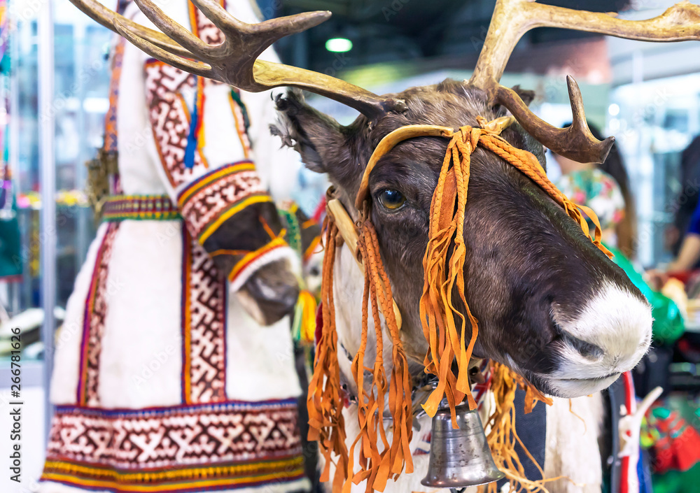 Reindeer on the background of national clothes of small peoples of the north of Siberia in Russia.