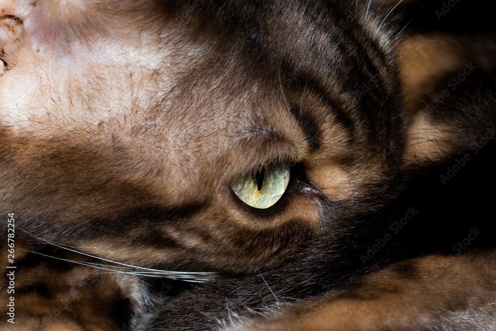 Fototapeta premium Male five year old Corsican Blue Marbled Bengal domestic cat, breed derived from the Asian Leopard