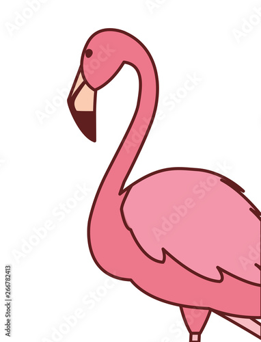 exotic pink flemish bird with head up