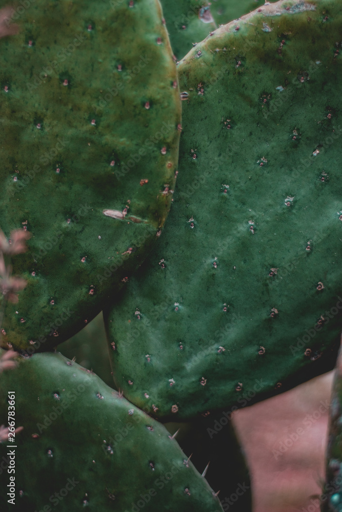 El verde del pueblo mexa El verde del pueblo mexa