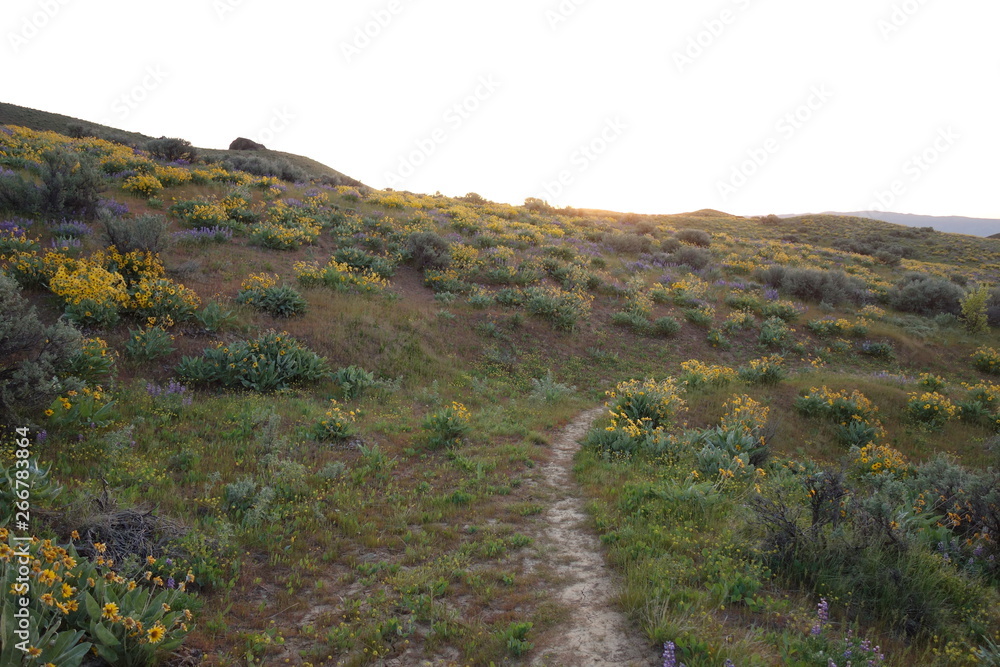 Fototapeta premium Hiking in the Pacific Northwest