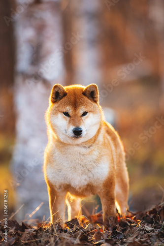 Beautiful Young Red Shiba Inu Dog Standing Outdoor In the forest at golden Sunset.