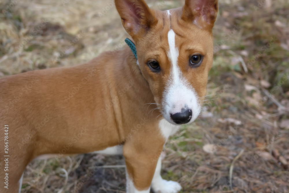 Close up portrait dog breed Basenji with short hair of white and red color, standing outside with forest in background on summer