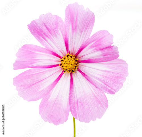 Cosmos flower isolated on white background. Summer floral background.